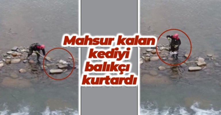 Derede mahsur kalan kediyi balıkçı kurtardı