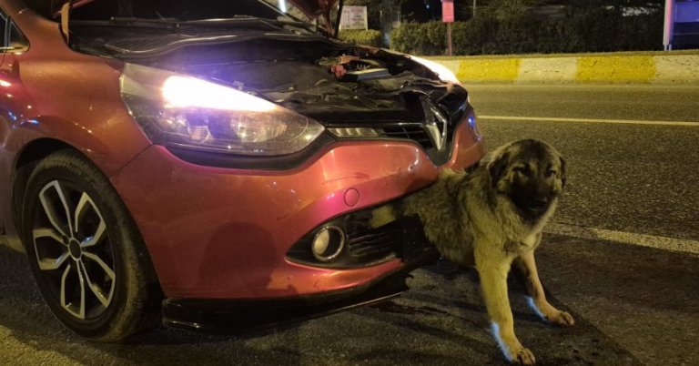 Köpek kendisine çarpan aracın tamponuna sıkıştı