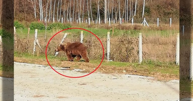 Barınaktan kaçan bozayı 8 gün sonra yakalandı