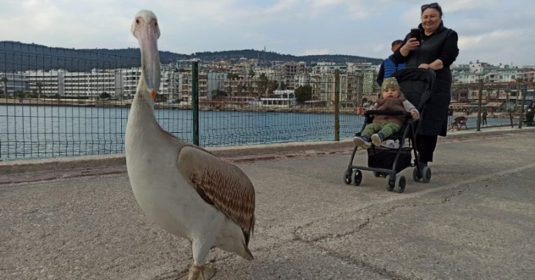 Sahile gelen pelikan, ilgi odağı oldu