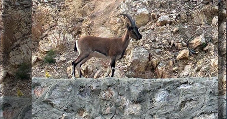 ‘Domates yıkadım’ dedi, yaban keçisi kestiği anlaşılınca ceza yedi