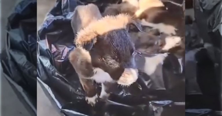 Yavru köpekler poşet içinde çöpe atıldı: 2 gözaltı