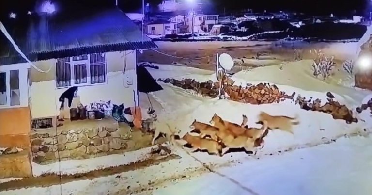 Çoban köpeği kurt sürüsüne tek başına daldı