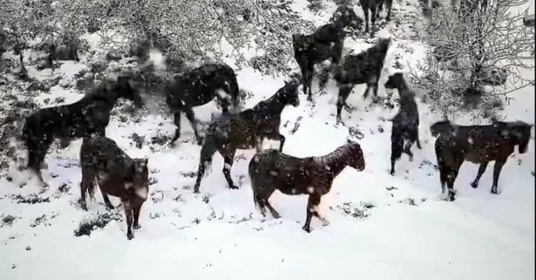 Karlı havada yılkı atları böyle görüntülendi