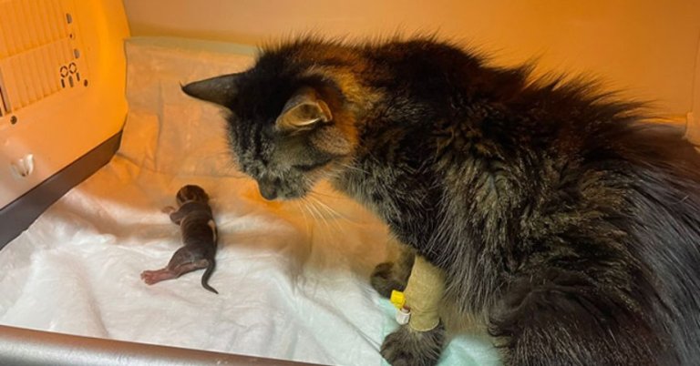 Sezaryenle doğan kedi sütanne bulunmazsa ölecek