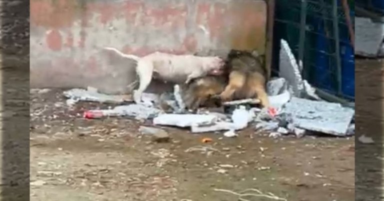 Sokağa atılan pitbull köpeği parçaladı