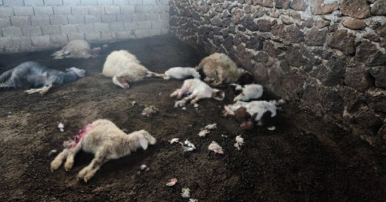 Aç kurtlar 40 koyunu parçaladı