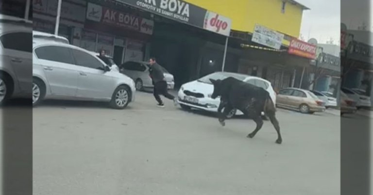 Sanayi sitesine giren boğa esnafı kovaladı