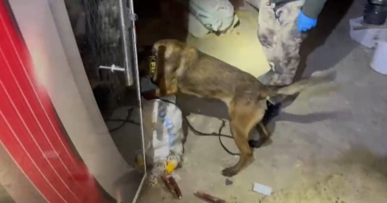 20 kilo uyuşturucuyu ‘Hector’ buldu