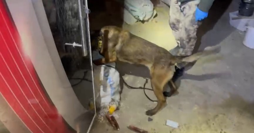 20 kilo uyuşturucuyu ‘Hector’ buldu