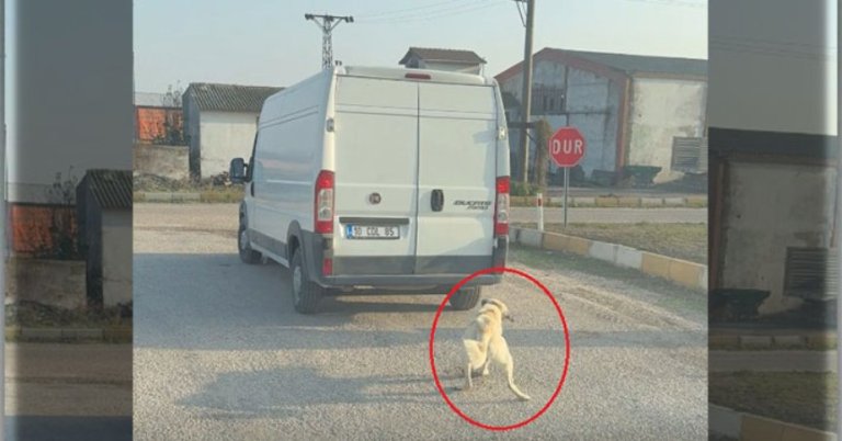 Köpeği minibüse bağlayıp sürükledi