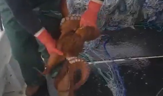 Balıkçıya Ahtapot Şoku!
