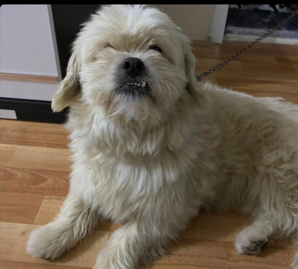 İzmit Alikahya’da Kayıp Köpek Alarmı!