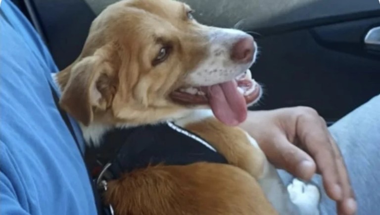 Körfez Mahallesi’nde Kaybolan Köpek Aranıyor!