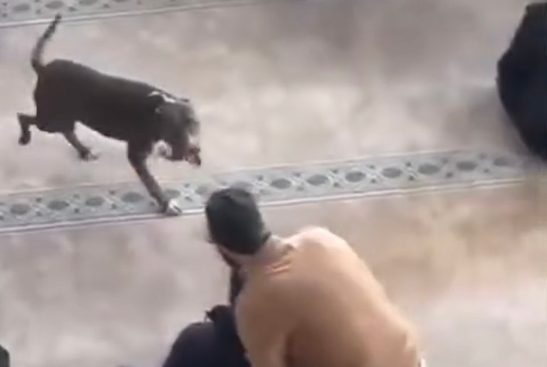 Çayırova’da Camiye Pitbul Girdi!