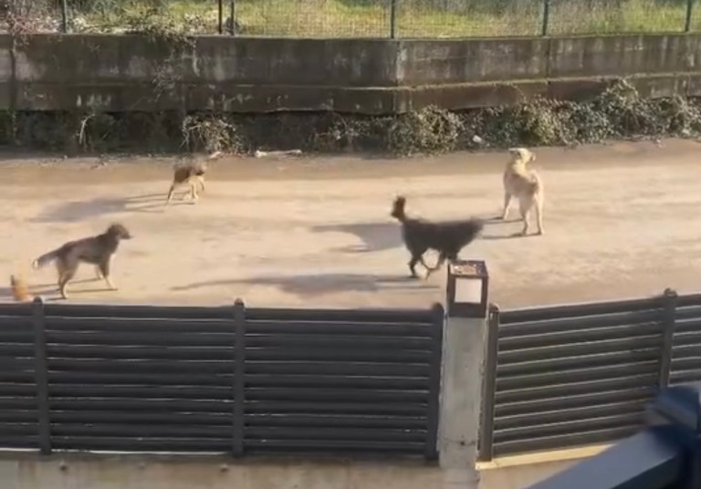 Kartepe’de Başıboş Köpek Endişesi!
