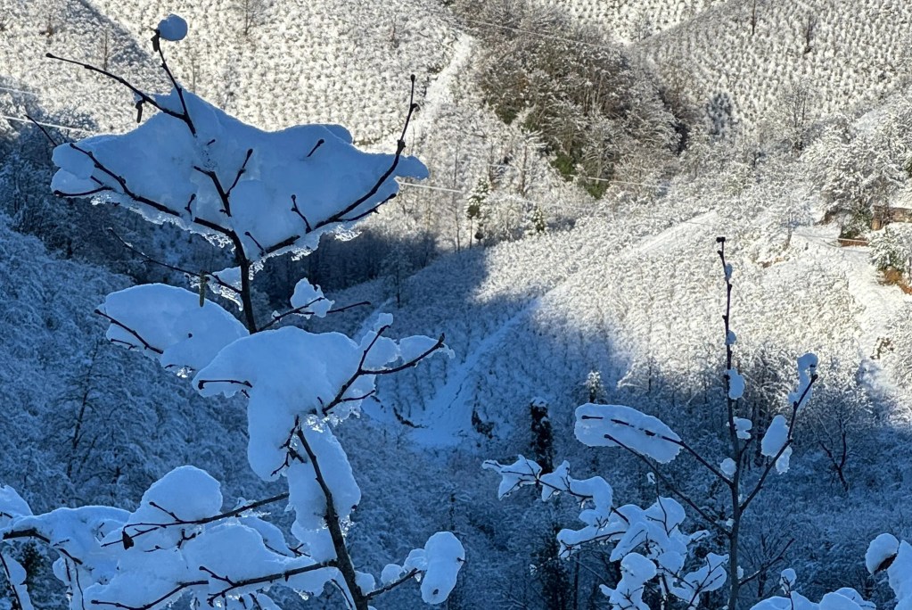 Kar Yağışı Fındık Üretimini Güçlendiriyor