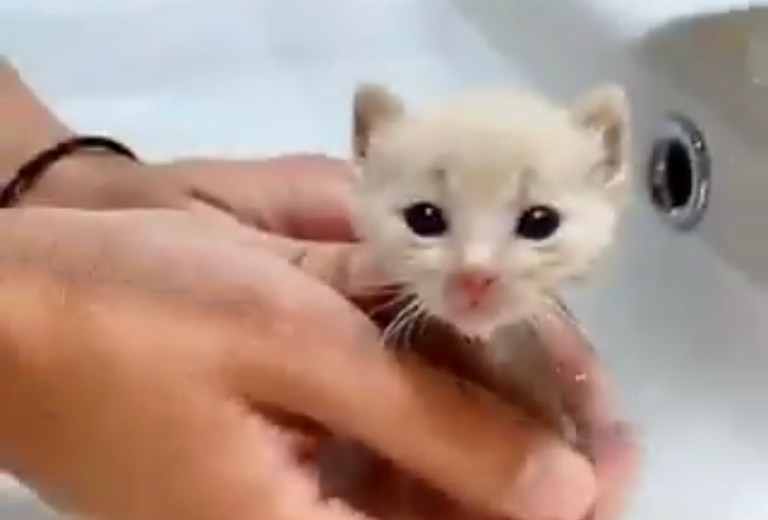 Yolda Bulunan Yavru Kedi Tilki Çıktı!