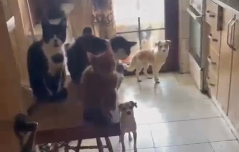 Kandıra’da Hayvanlar Kurtarıldı!