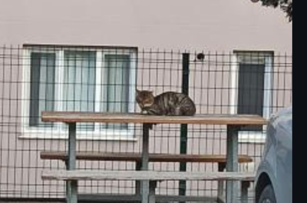 İzmit Kent Konut’ta Kedi Sorunu!