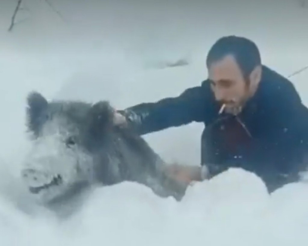 Sinop’ta Yaban Domuzu Yakalama Cezası!