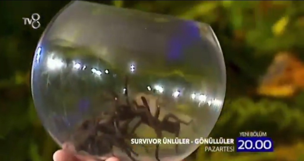 Survivor’da Böcekli Fanus Tartışması!