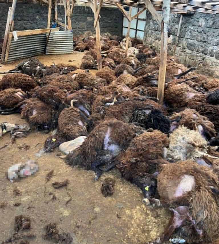 Kars Digor’da Kurt Saldırısı!