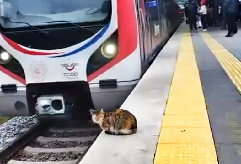 Marmaray’da soğukkanlı kedi sosyal medyada gündem oldu