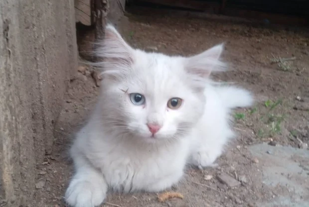 Van kedisi kayboldu, aile endişeli!