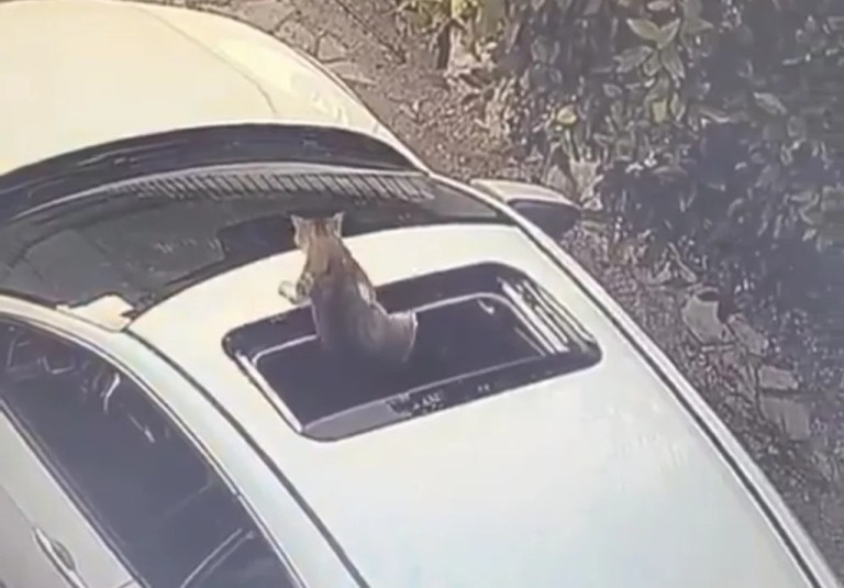 Meraklı kedi otomobilin sunroofunda tehlike atlattı!