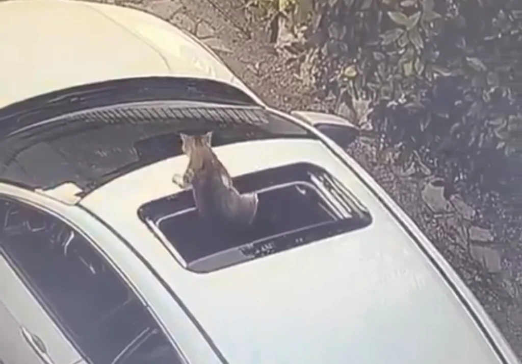 Meraklı kedi otomobilin sunroofunda tehlike atlattı!