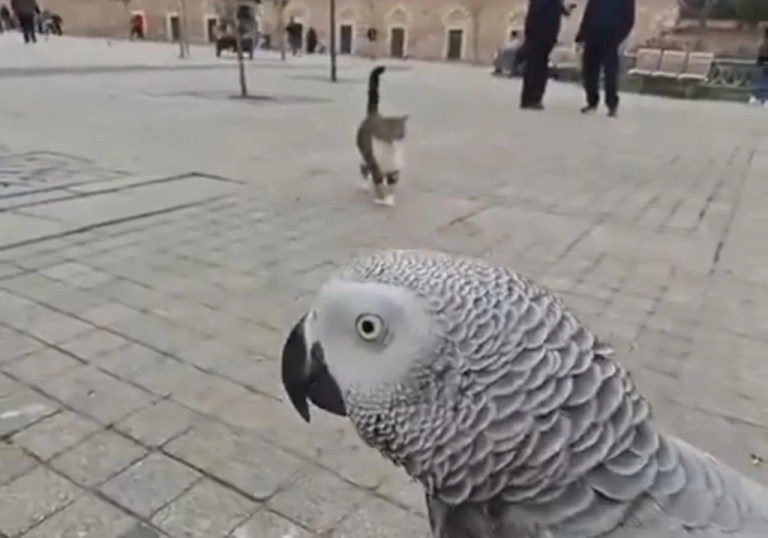 Fenomen papağan Çiko’dan kediye ‘havlama’ şakası!