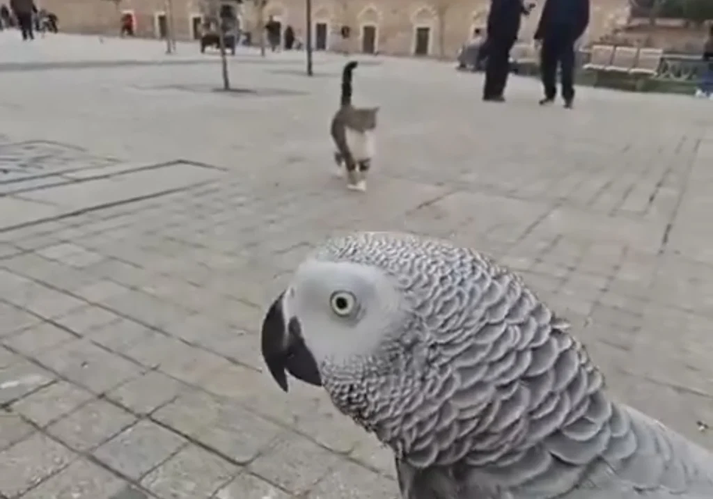 Fenomen papağan Çiko’dan kediye ‘havlama’ şakası!