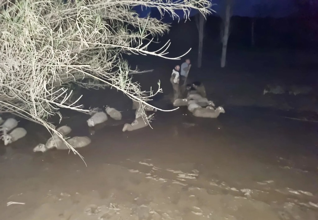 Muğla'da Çamura Saplanan 30 Koyun Kurtarıldı
