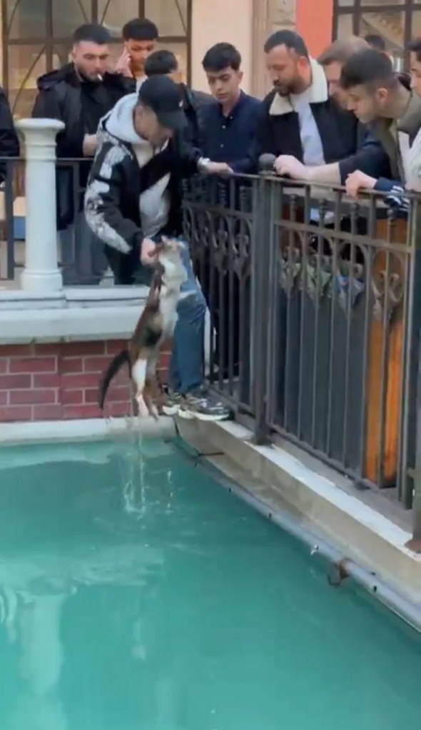 Gaziosmanpaşa'da Süs Havuzunda Mahsur Kalan Kedi Kurtarıldı
