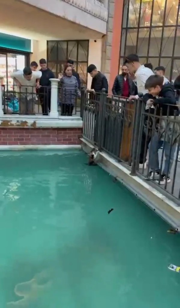 Gaziosmanpaşa'da Süs Havuzunda Mahsur Kalan Kedi Kurtarıldı
