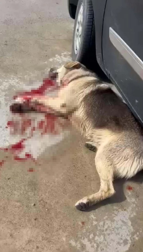Bodrum'da Köpek Öldürme Olayında Şüpheli Tutuklandı