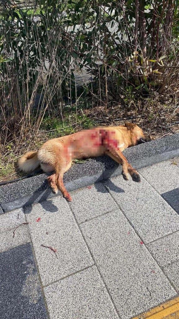 Bodrum'da Köpek Öldürme Olayında Şüpheli Tutuklandı