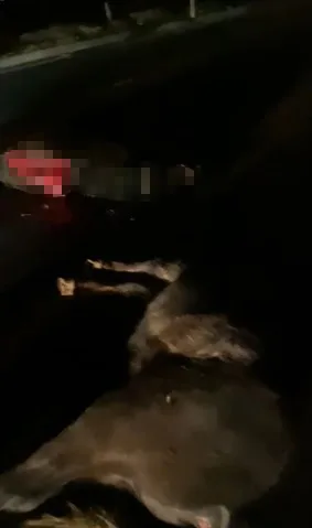 Kayseri'de Minibüs Kazası: Üç At Hayatını Kaybetti