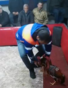 Adana'da Horoz Dövüşüne Polis Baskını: 661 Bin Lira Ceza