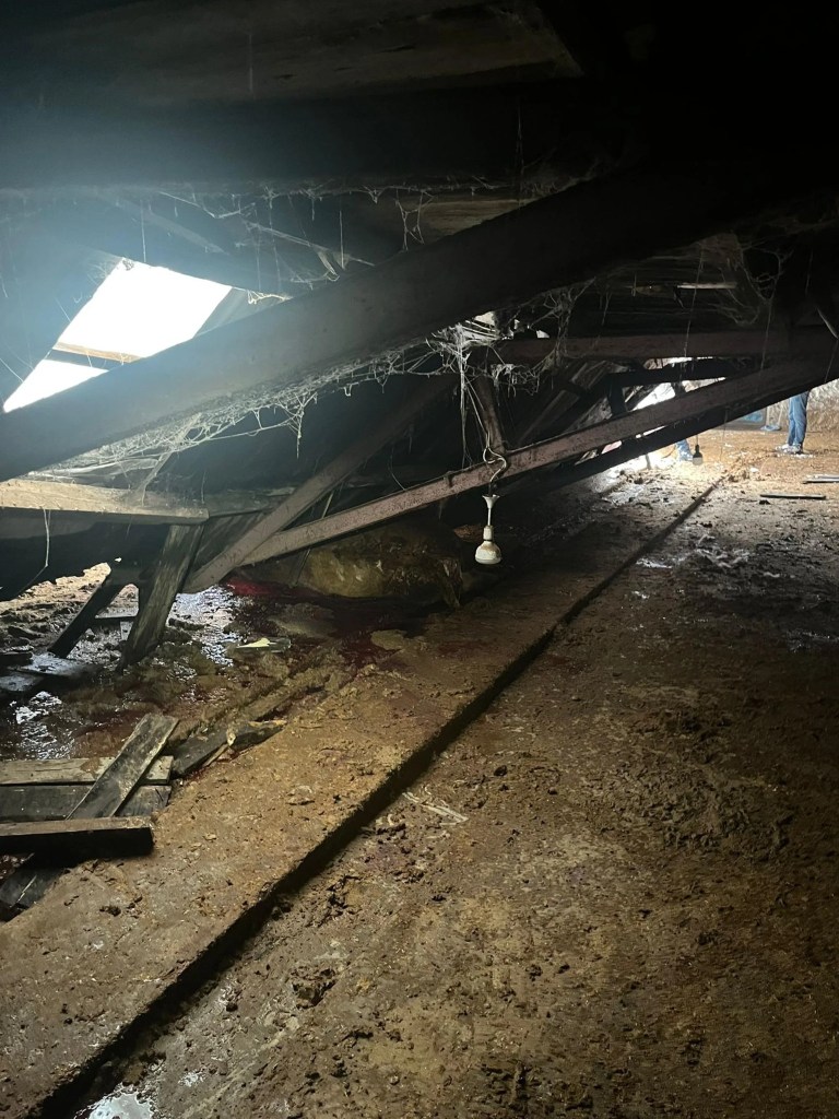 Kars'ta Kar Yükü İki Ahırı Çökertti: 4 Hayvan Telef Oldu
