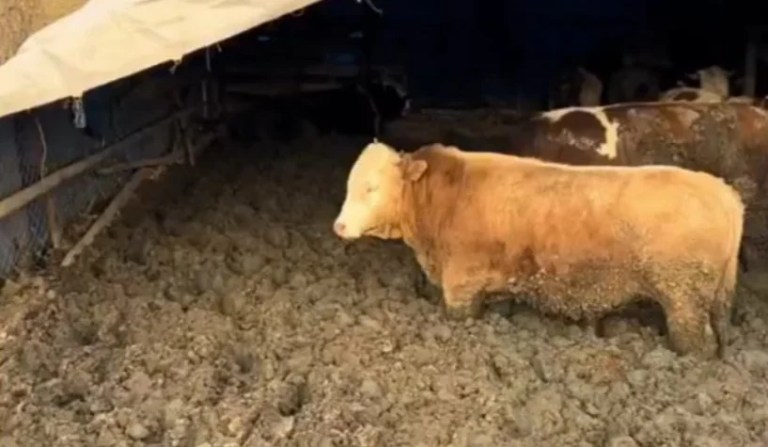 Çorum’da danalara dışkı yedirme iddiası: İşletmeye ceza!