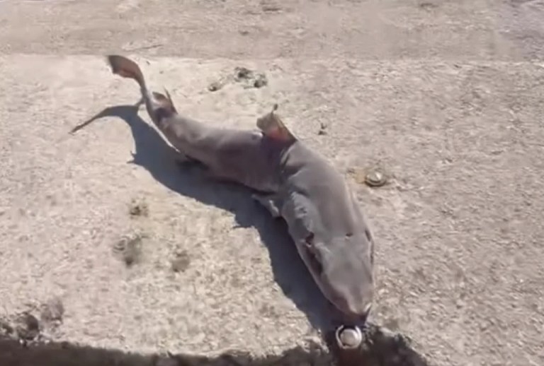 Derince sahilinde köpek balığı yavrusu bulundu