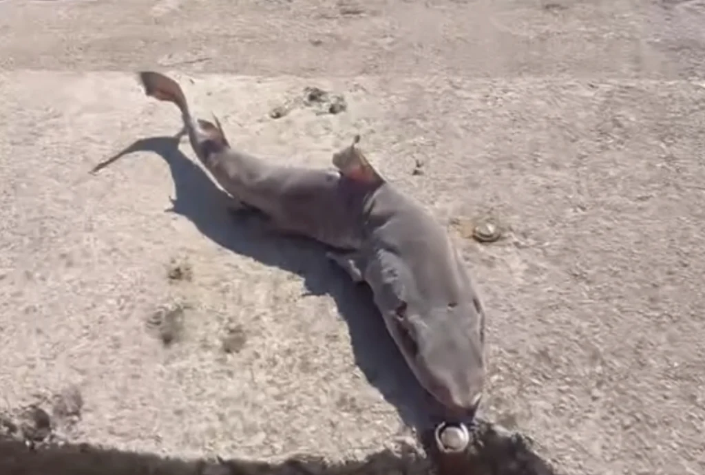 Derince sahilinde köpek balığı yavrusu bulundu