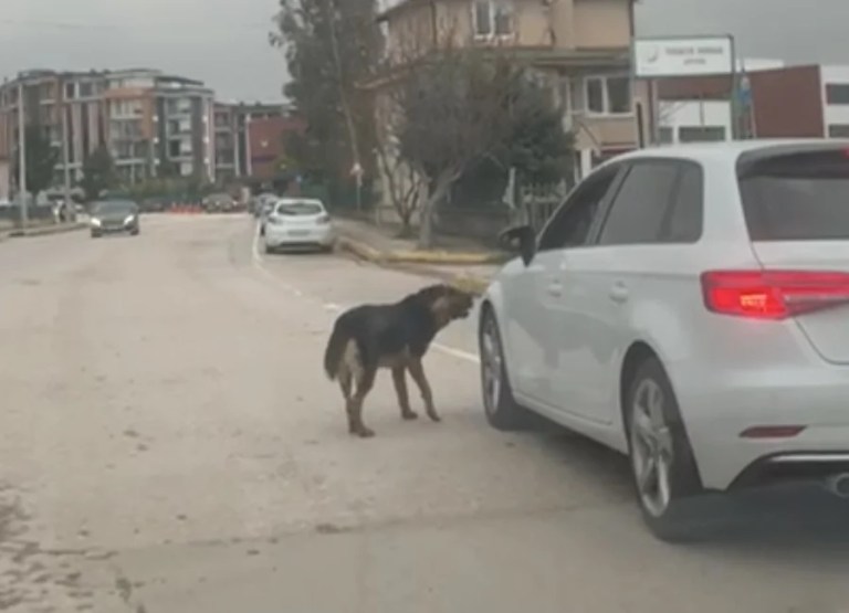 Başiskele’de başıboş köpekler tedirgin ediyor!