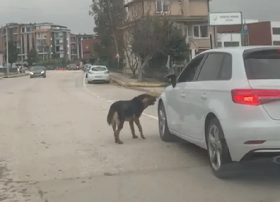 Başiskele’de başıboş köpekler tedirgin ediyor!