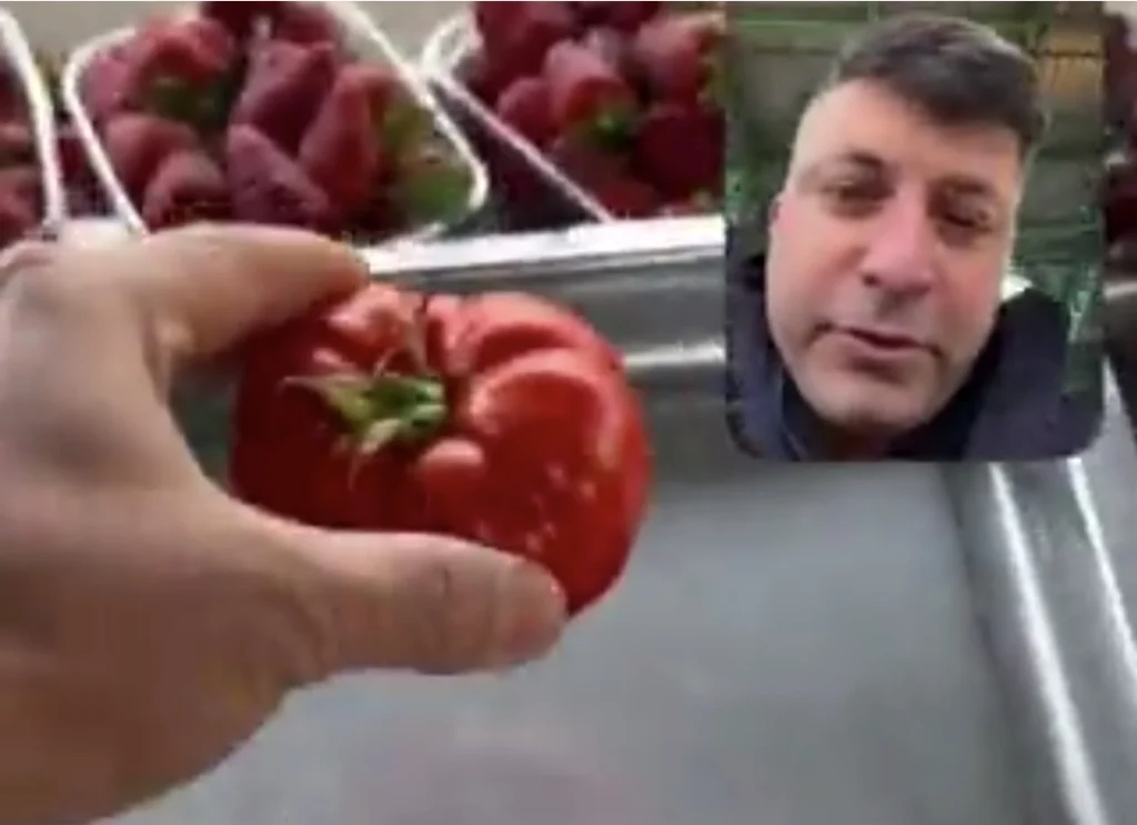 Tek domates 30 lira! Fiyatlar cep yakıyor