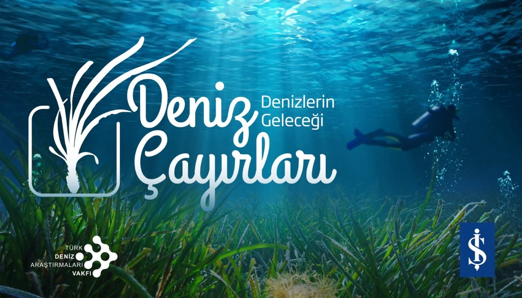 Deniz Çayırları Tehlikede: İklim Değişikliği ve Kirlilik Etkisi