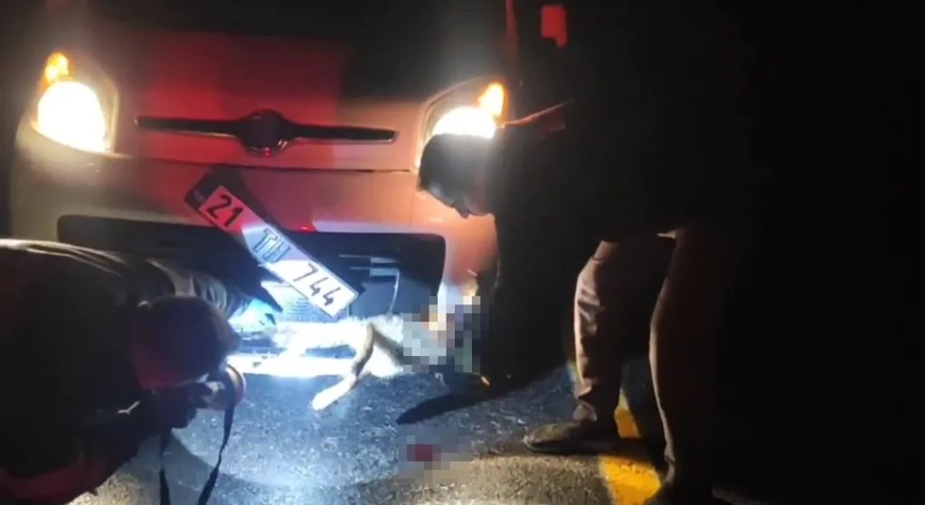 Batman'da Tilki Aracın Tamponuna Sıkıştı