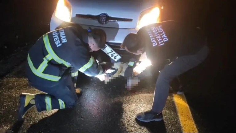 Batman'da Tilki Aracın Tamponuna Sıkıştı